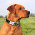 products/personalised-dog-collar-black-blue-green-l-m-my-doggo-store_815.jpg